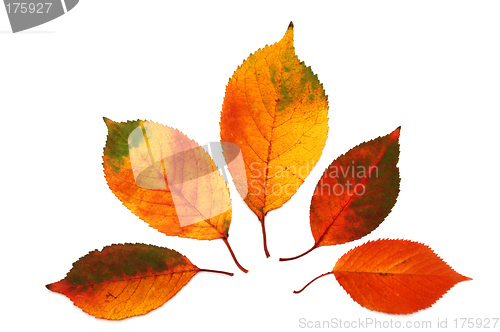 Image of Autumn leaves