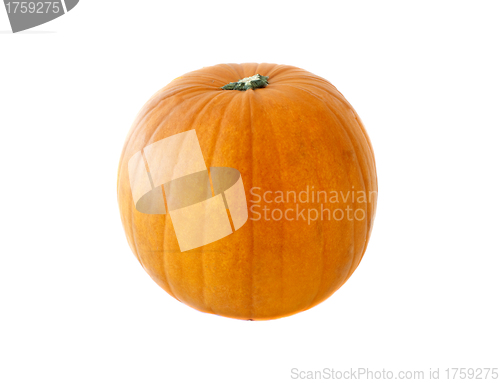 Image of Single fresh pumpkin isolated on white background