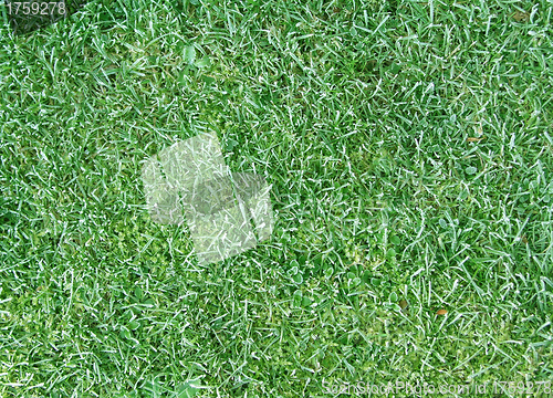 Image of lawn texture