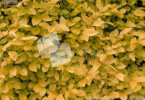 Image of Yellow leaves