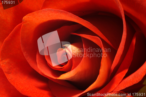 Image of Red rose