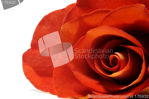 Image of Red rose