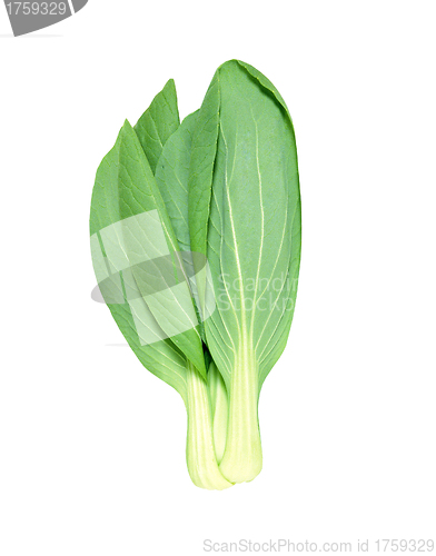 Image of Lettuce isolated on white