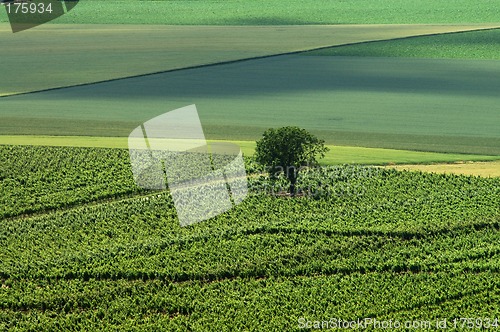 Image of Green landscape