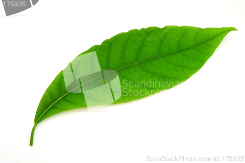 Image of Green leaf