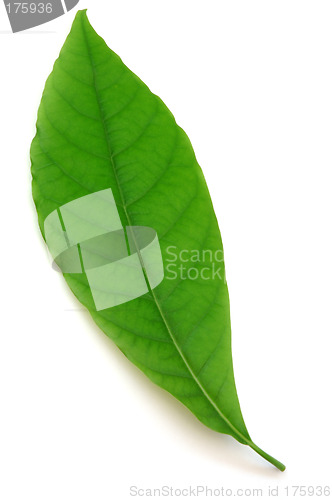 Image of Green leaf