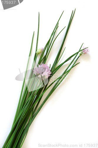 Image of Chive