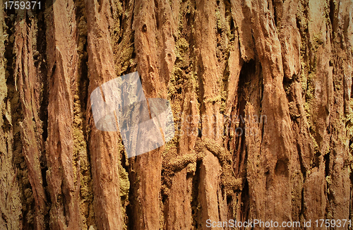 Image of Bark texture