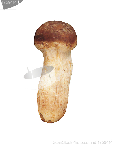 Image of boletus edulis isolated on white background