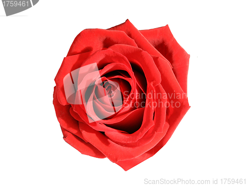 Image of Red rose on the white background