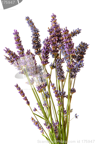 Image of Lavender