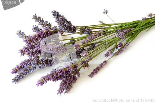 Image of Lavender