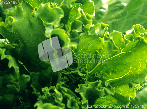 Image of green lettuce