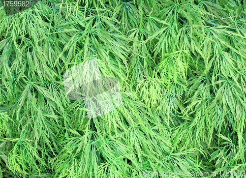 Image of Soft green leaves texture