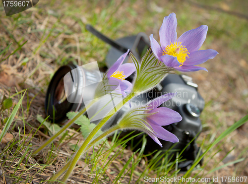 Image of Spring flower and camera