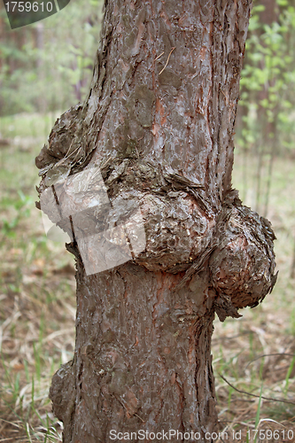 Image of Outgrowth on the trunk of pine