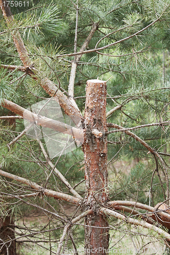 Image of The damaged trunk of a pine