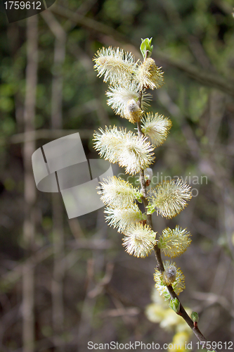 Image of Willow twigs with fluffy flowers