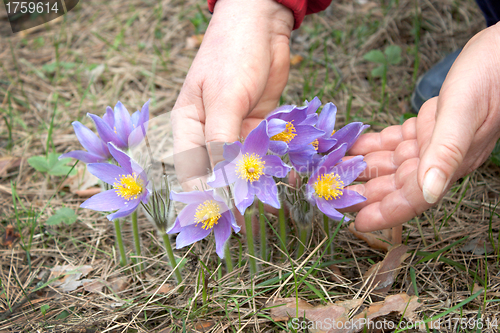 Image of Spring flowers and hand of woman