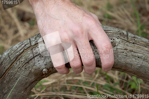 Image of Hand on the rotten wood