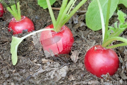 Image of Three radishes on a bed garden