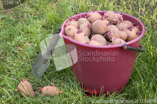 Image of Seed potatoes in a red bucket