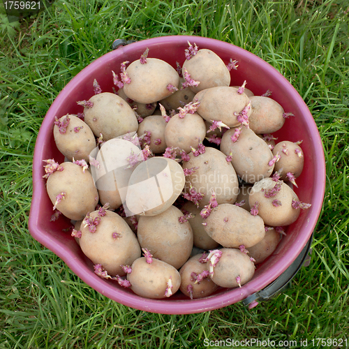 Image of A bucket full of seed potatoes