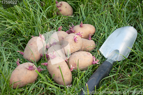 Image of Potato seed lying on the grass