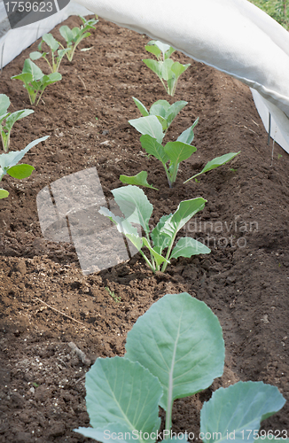 Image of Seedlings under cover