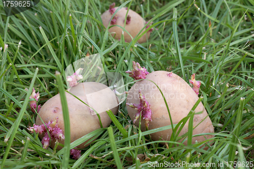 Image of Three sprouted potatoes on a grass