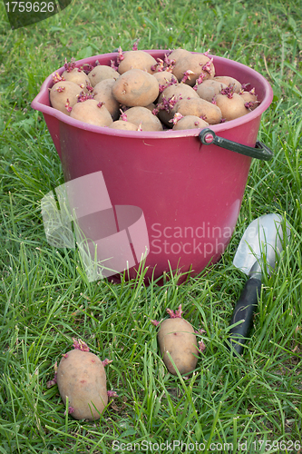 Image of Seed potatoes in a bucket