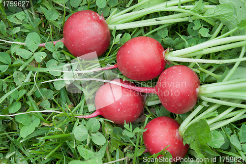 Image of Five red radishes on the grass