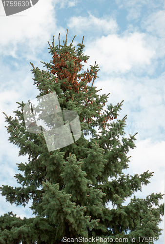 Image of High-fir with cones on top