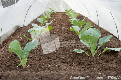 Image of Seedlings under cover in the spring