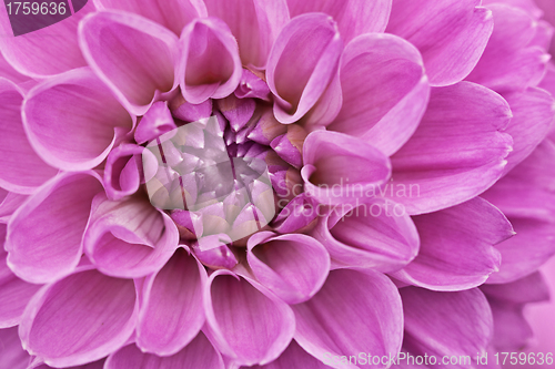 Image of Flower purple chrysanthemum close up