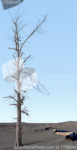 Image of Dead tree in the zone of ecological disaster