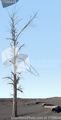 Image of Dead tree in the zone of ecological disaster