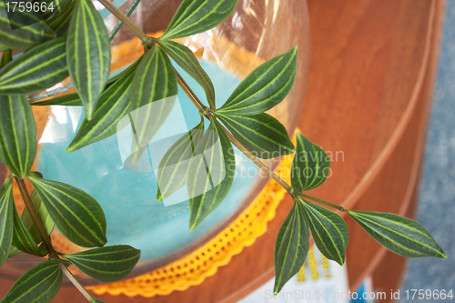 Image of The branch hang-downing houseplant