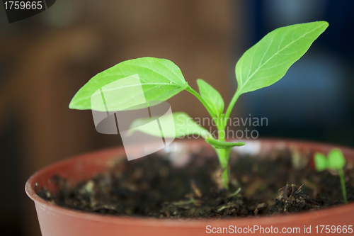 Image of Seedlings peppers