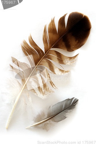 Image of Feathers