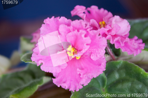 Image of Room flower (Saintpaulia ionantha)