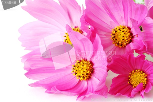 Image of Pink daisies