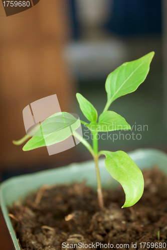 Image of Seedlings are grown in the spring 