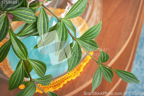 Image of The branch hang-downing houseplant