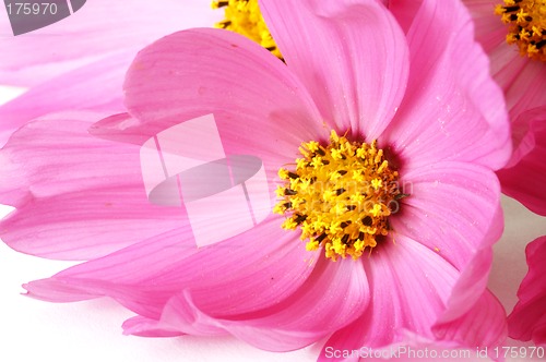 Image of Pink daisies