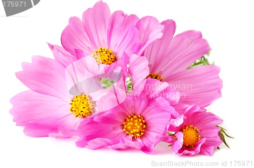 Image of Pink daisies
