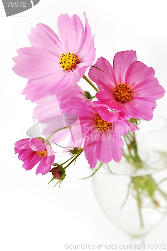 Image of Pink daisies