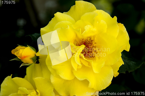 Image of Yellow beauty