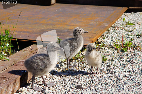 Image of Three nestlings