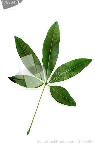 Image of Green leaf